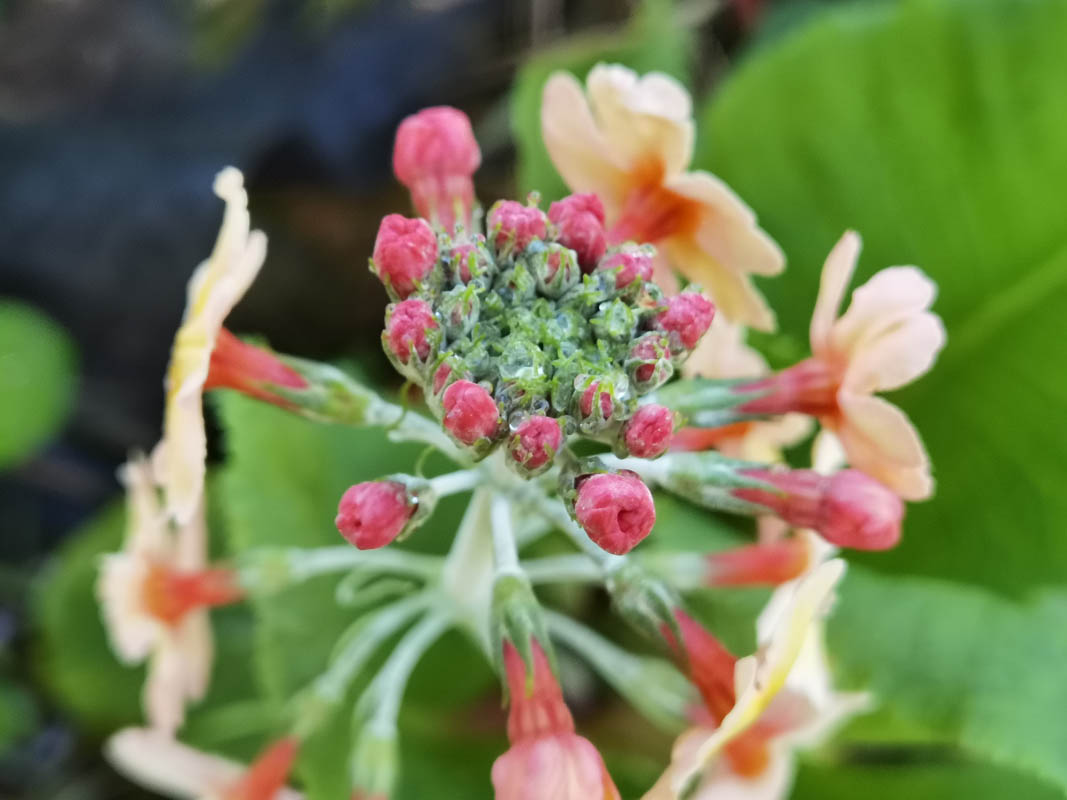 Primula 'Oriental Sunrise'